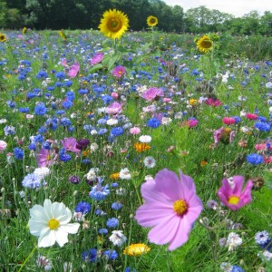 BBKA Bees Annual Mini Meadow Seed Mix.jpg BBKA Bees Annual Mini Meadow Seed Mix.jpg